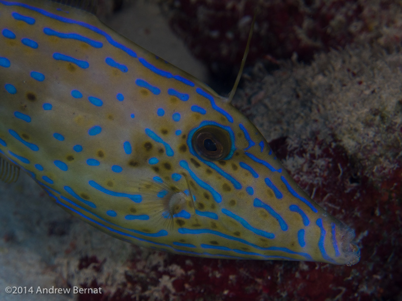 Scrawled Filefish