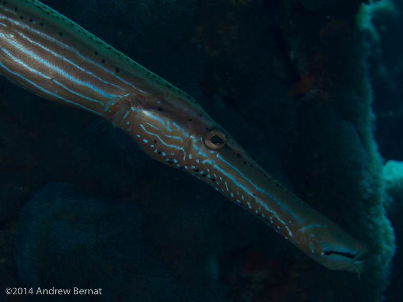 Trumpetfish