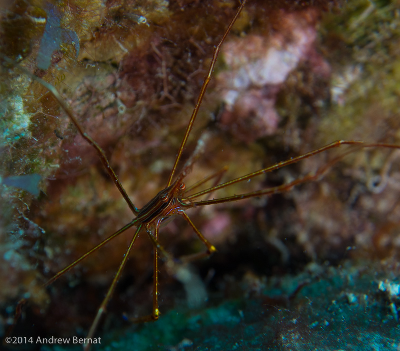 Yellowline Arrow Crab