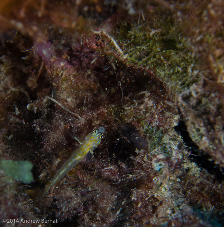 Juvenile Parrotfish