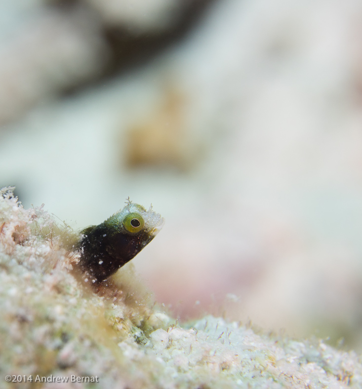 Spinyhead Blenny