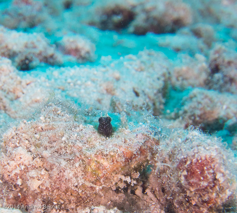 Darkheaded Blenny