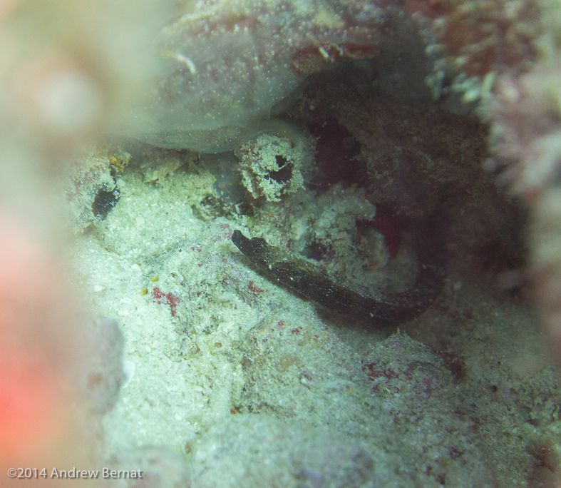 Shortfin Pipefish