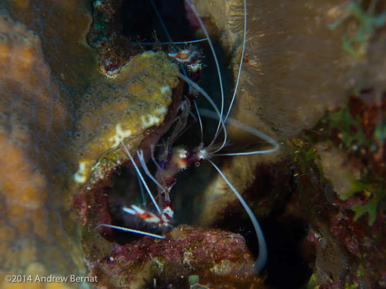 Banded Coral Shrimp