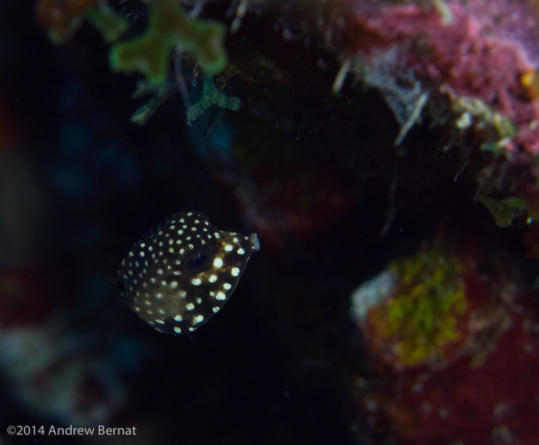 Smooth Trunkfish (juvenile)