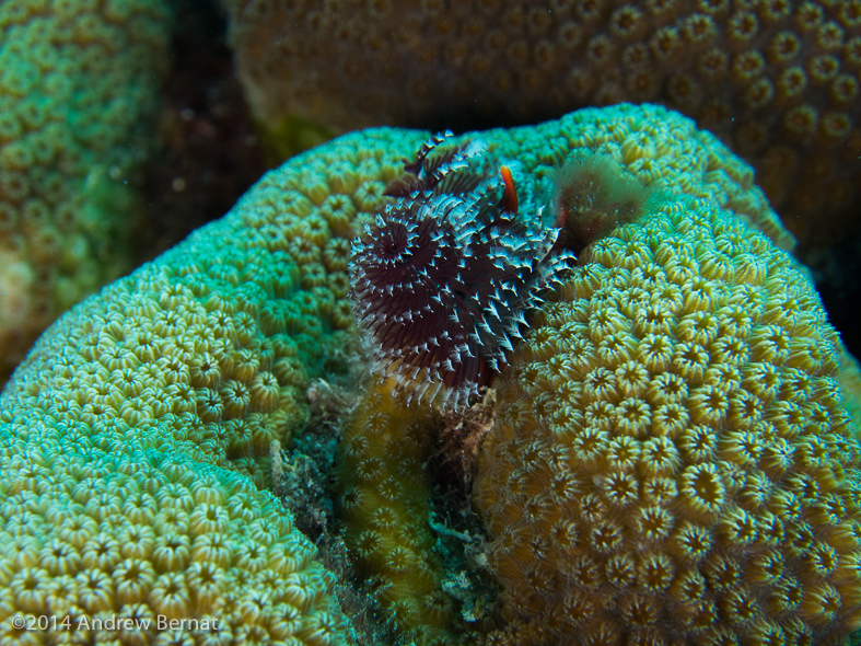 Christmas Tree Worm