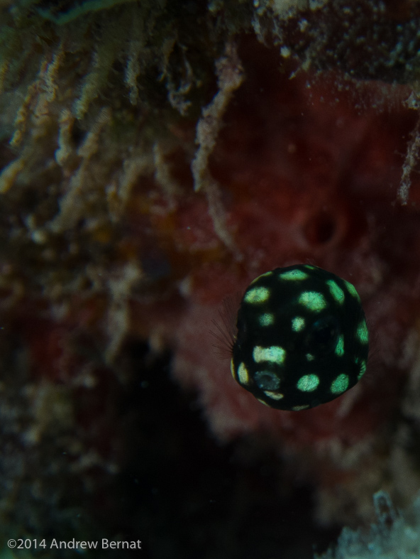 Smooth Trunkfish (juvenile)