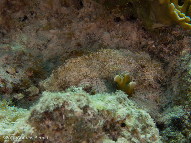 Spotted Scorpionfish