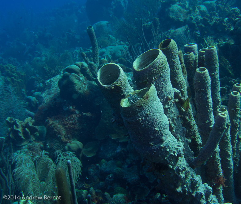 Spotte Moray Eel