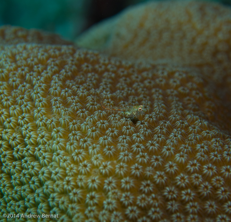 Southern Smoothhead Blenny