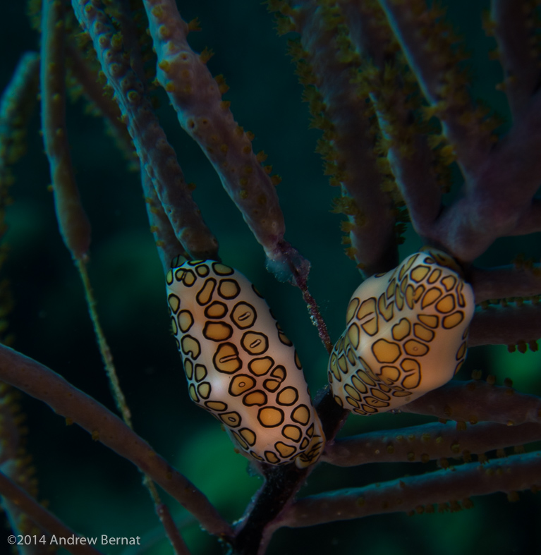 Flamingo Tongue Snails