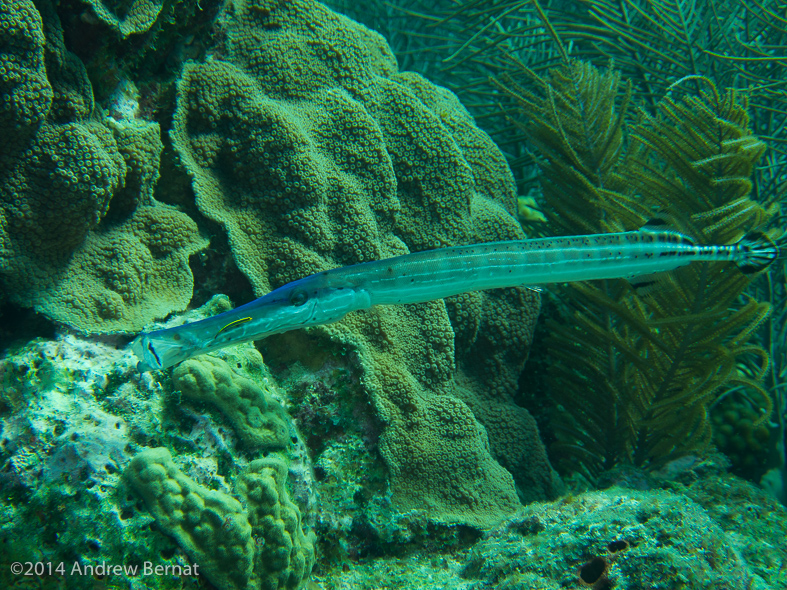 Trumpetfish