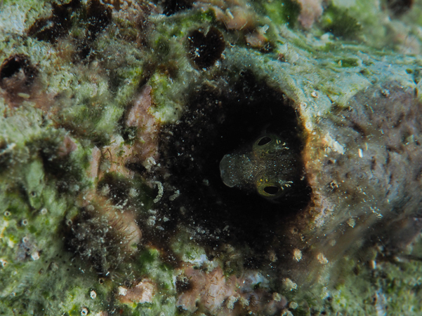 Spinyhead Blenny