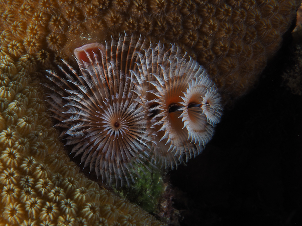 Christmas Tree Worm 