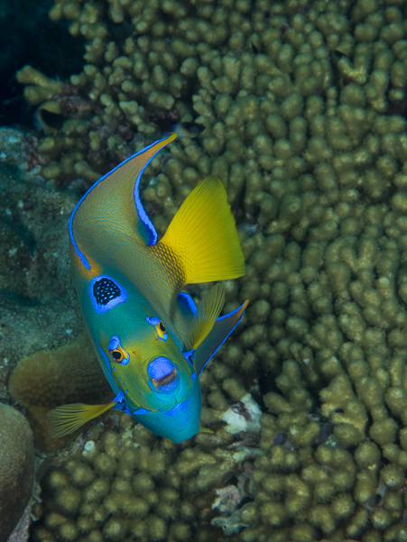 Queen Angelfish