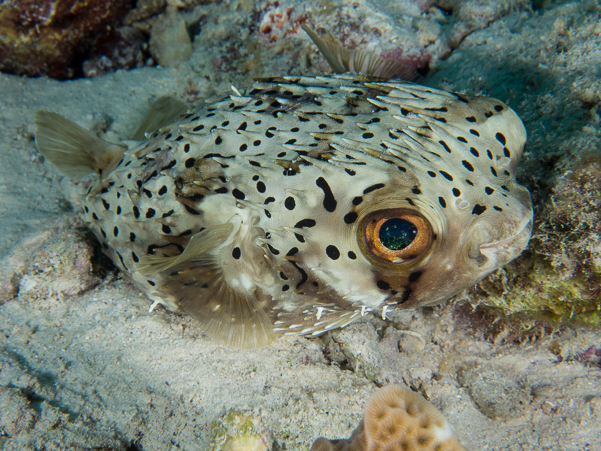 Balloonfish