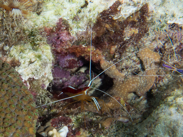 Scarlet-striped Cleaning Shrimp