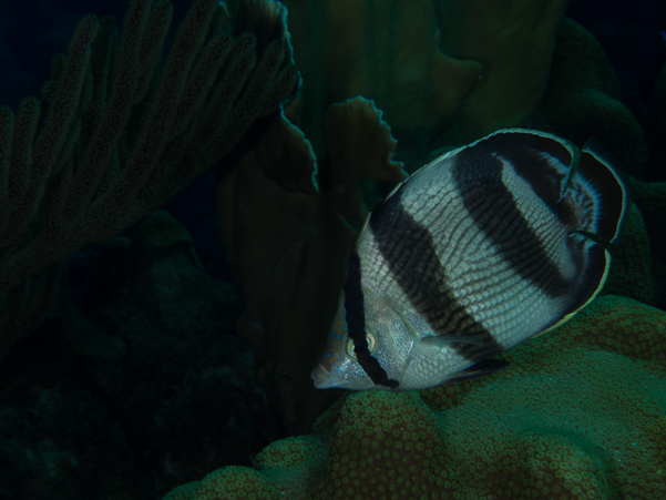 Banded Butterflyfish