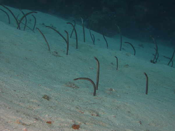 Brown Garden Eel