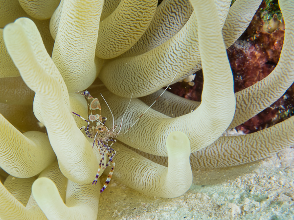 Spotted Cleaner Shrimp