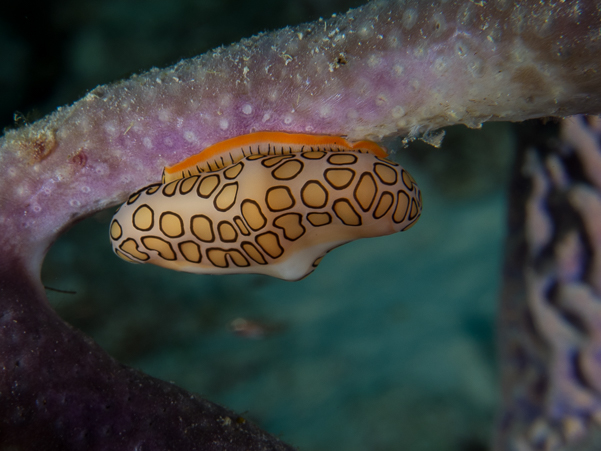 Flamingo Tongue Snail