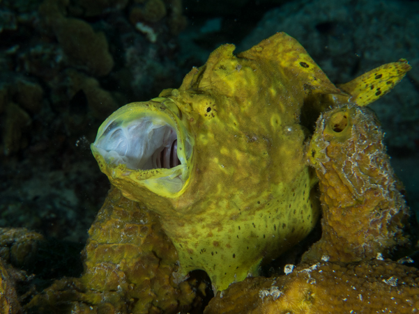 Longlure Frogfish