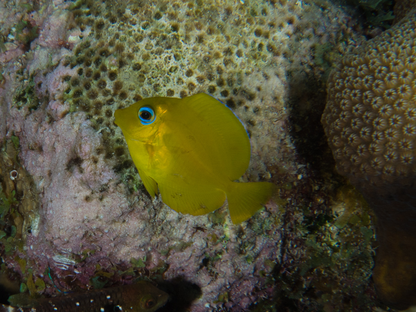 Blue Tang