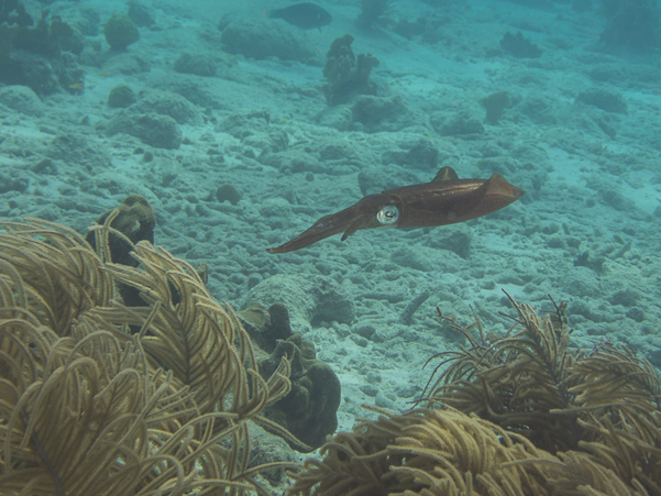 Caribbean Reef Squid