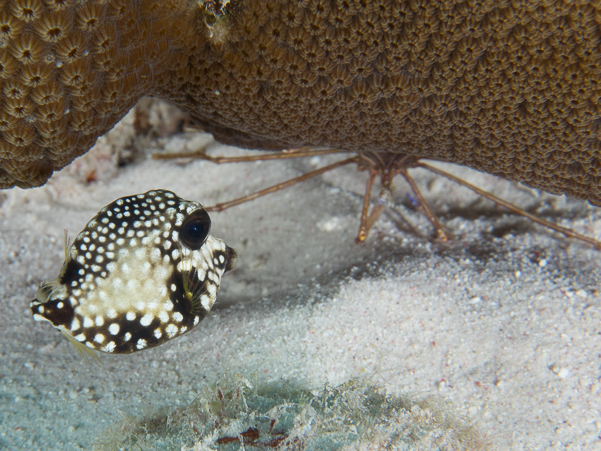 Smooth Trunkfish