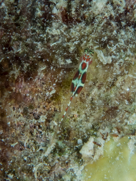 Orangesided Goby