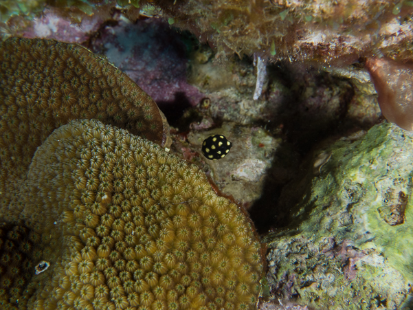 Smooth Trunkfish