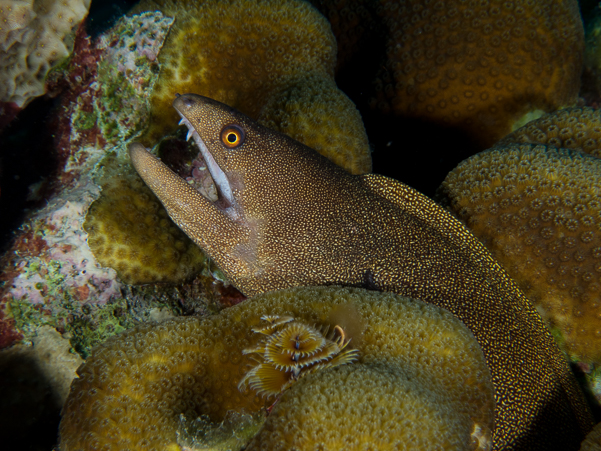 Goldentail Moray