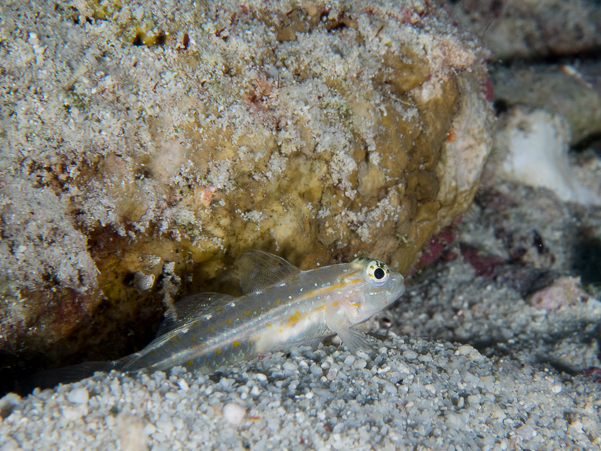 Sand-Canyon Goby