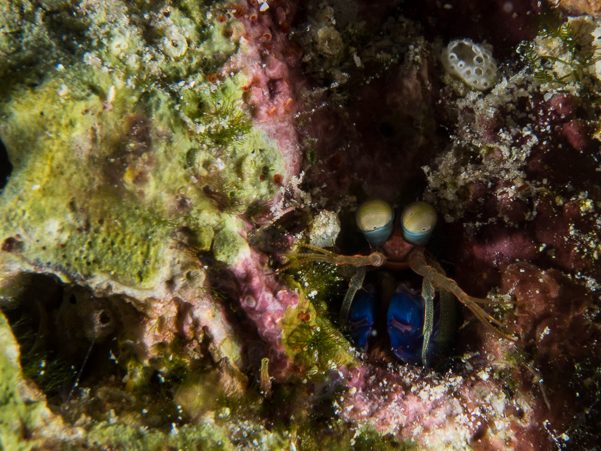 Dark Mantis Shrimp