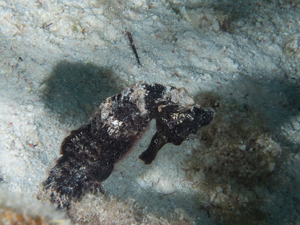 Longsnout Seahorse