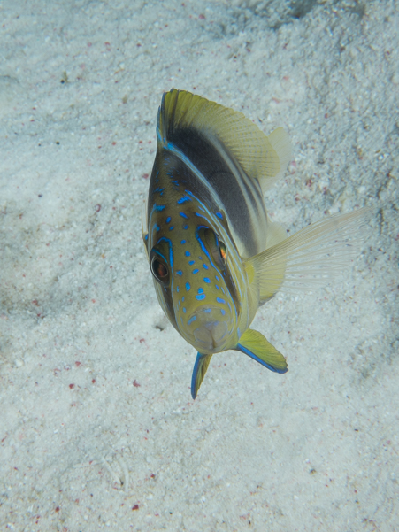 Barred Hamlet