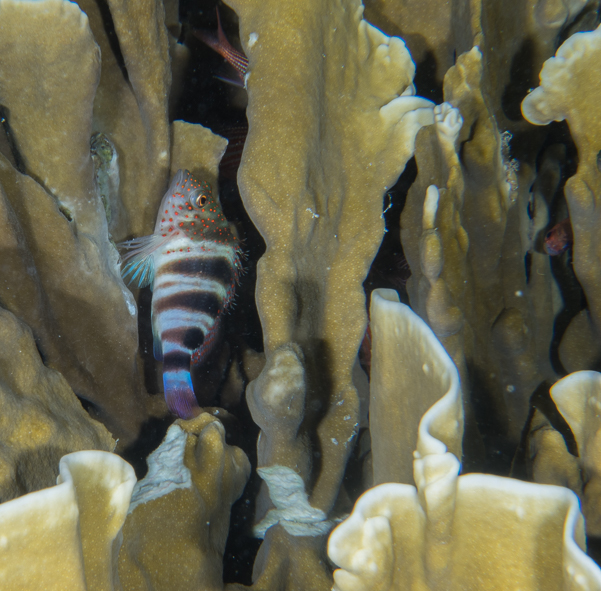 Redspotted Hawkfish