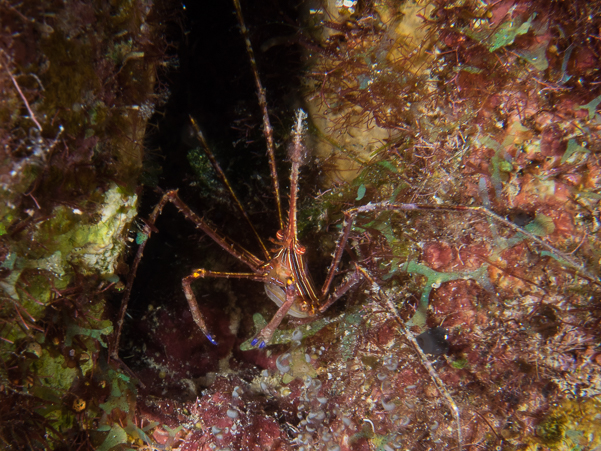 Yellowline Arrow Crab