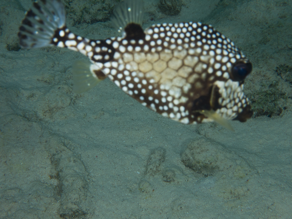 Smooth Trunkfish