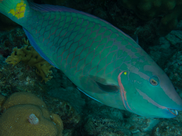 Parrotfish 