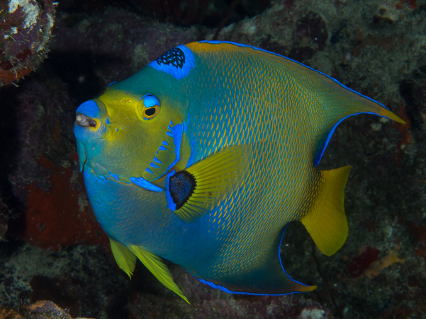 Queen Angelfish