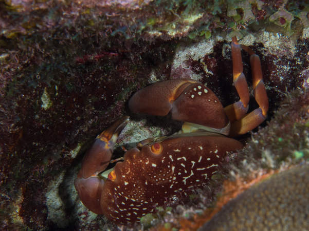 Batwing Coral Crab