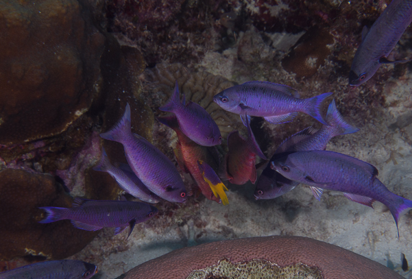 Creole Wrasses getting cleaned by a juvenile Spanish Hogfish