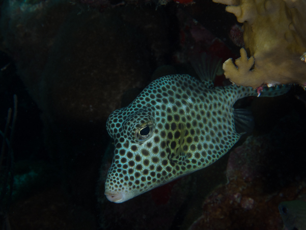 Spotted Trunkfish