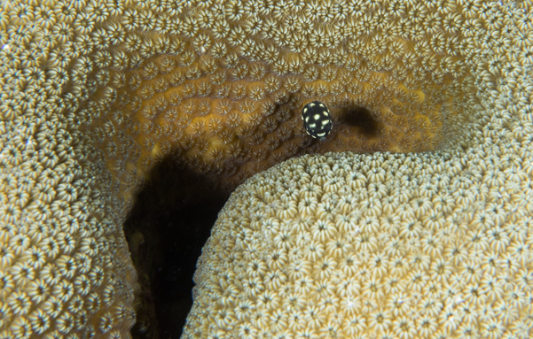 Smooth Trunkfish