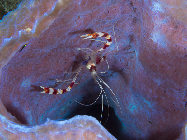 Banded Coral Shrimp