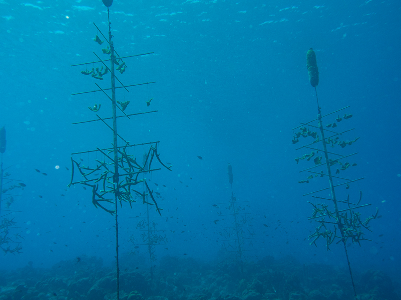 Coral farm