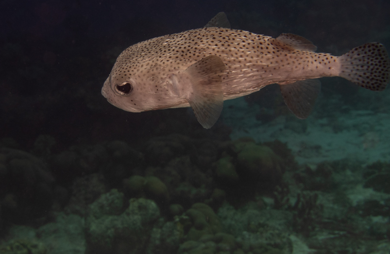 Porcupinefish