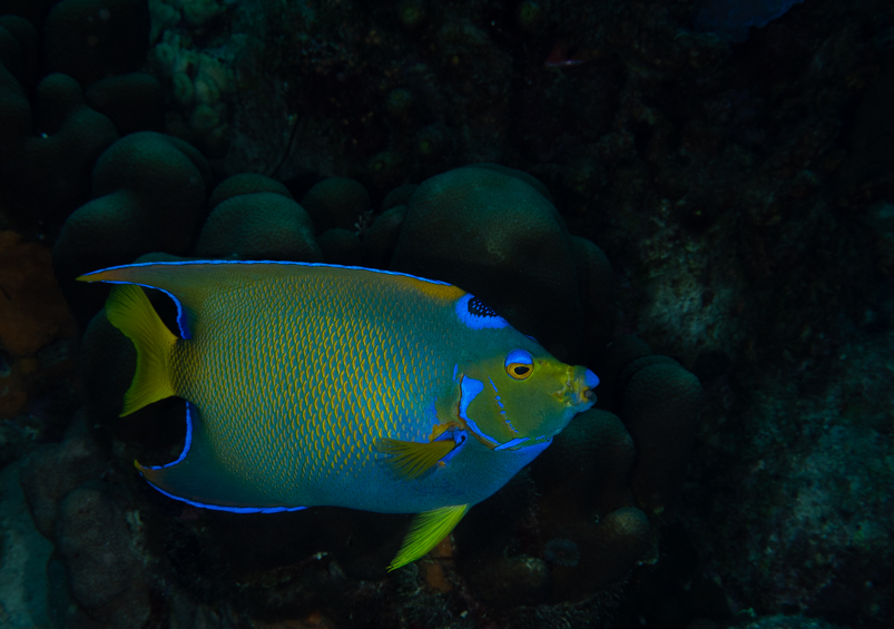 Queen Angelfish