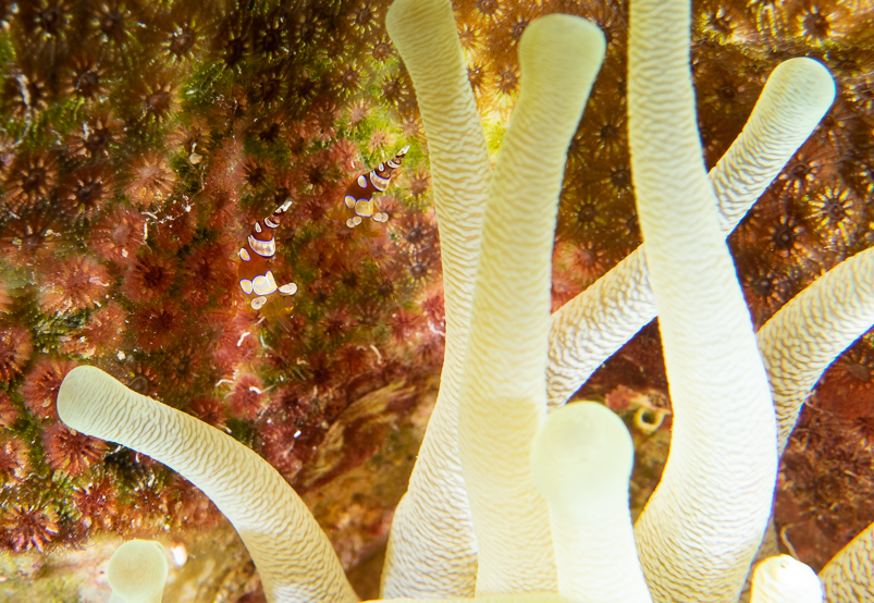 Squat Anemone Shrimp